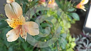 Alstroemeria flower, Peruvian lily orange flower