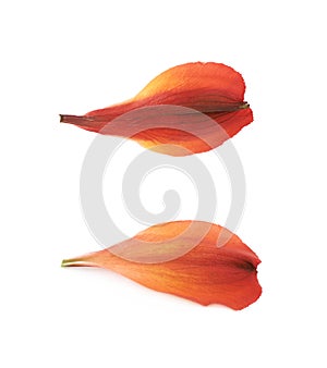 Alstroemeria flower`s petal isolated