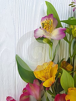 Alstroemeria flower on a white wooden background, frame