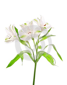Alstroemeria flowers photo