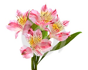 Alstroemeria flowers