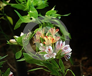 Alstroemeria flowers in bloom
