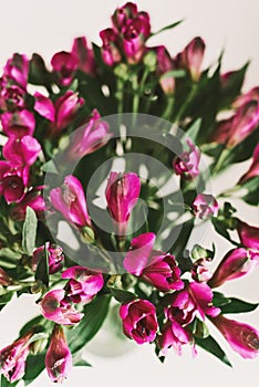 Alstroemeria flowers with purple buds for home decor