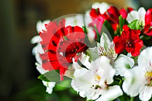 Alstroemeria flowers Red and white colors bouquet on dark background. Close up. Copy space photo