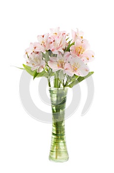 Alstroemeria flowers in a vase