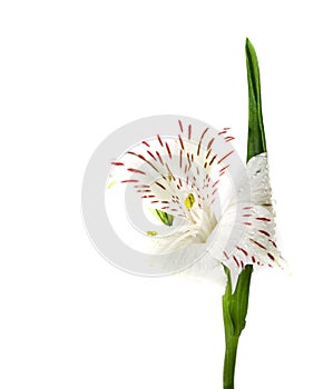 Alstroemeria Isolated Flower