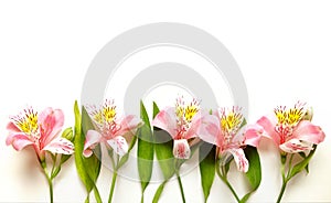 Alstroemeria Peruvian Lilies Flowers isolated on white