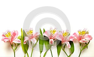 Alstroemeria Peruvian Lilies Flowers isolated on white photo