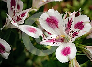 Alstroemeria - peruvian lily flower