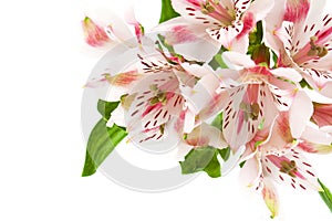 Alstroemeria pink flower photo