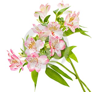 Alstroemeria pink flowers photo