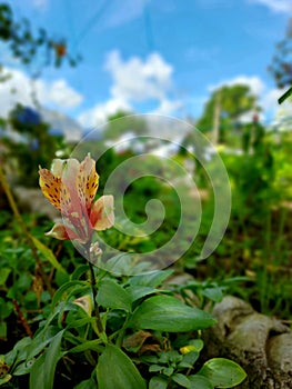 Alstroemeria psittacina also known as parrot lily