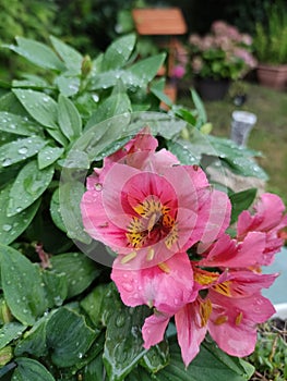 alstroemeria psittacina after rain, peruvian lily, pink flowers, green leafs