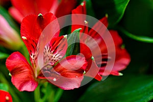 Alstroemeria red flowers with green leafs