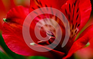 Alstroemeria red flowers with green leafs