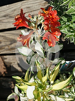 Alstroemeria 'Rock & Roll'