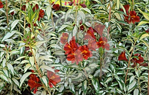 Alstroemeria ` rock and roll `