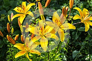 Alstroemeria Sweet Laura photo