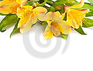 Alstromeria. photo