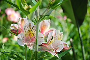 Alstromeria photo