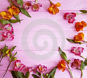 Alstromeria flower on a pink wooden background