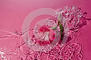 Alstromeria flower in rippling water on pink