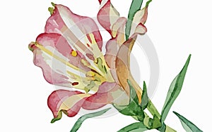 Alstromeria flower watercolor art and illustration created with ai