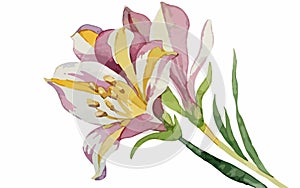 Alstromeria flower watercolor art and illustration created with ai