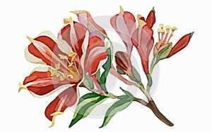 Alstromeria flower watercolor art and illustration created with ai