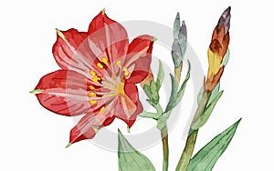 Alstromeria flower watercolor art and illustration created with ai