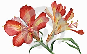 Alstromeria flower watercolor art and illustration created with ai