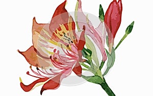 Alstromeria flower watercolor art and illustration created with ai