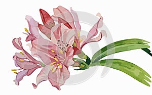 Alstromeria flower watercolor art and illustration created with ai