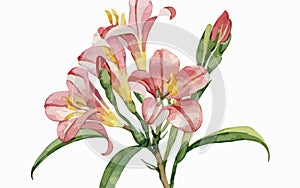 Alstromeria flower watercolor art and illustration created with ai