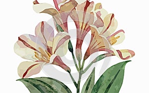 Alstromeria flower watercolor art and illustration created with ai