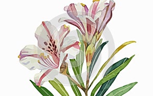 Alstromeria flower watercolor art and illustration created with ai