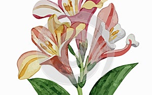 Alstromeria flower watercolor art and illustration created with ai