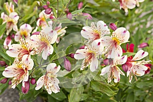 Alstromeria flowers