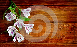 Alstromeria flowers on the wooden board background. photo