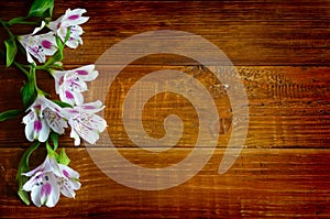 Alstromeria flowers on the wooden board background. photo