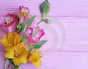 Alstromeria freshness natural blossom flower decoration on a pink wooden background