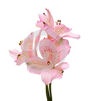 Alstromeria lily
