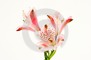 Alstromeria Lily isolated white background. photo