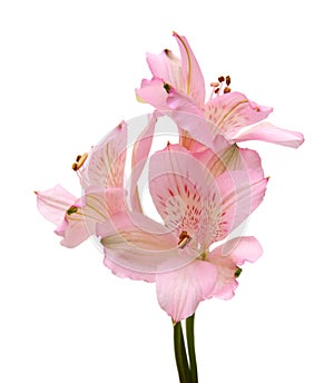 Alstromeria lily photo