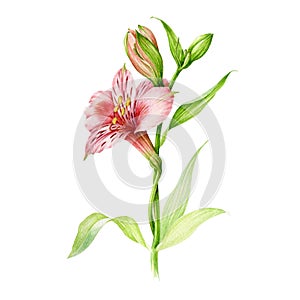 Alstromeria pink flower with buds and green leaves watercolor illustration. Hand drawn botanical blooming plant single element. photo