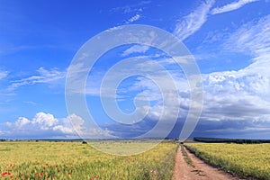 Alta Murgia National Park: field of wheat in Apulia, Italy.