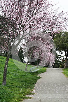 Alta Plaza Park in blossom photo