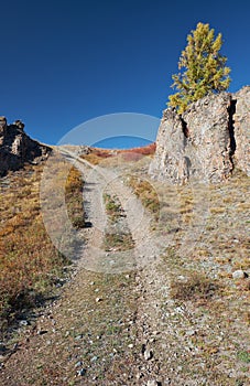 Altai autumn landscape with country road, rocks and yellow larch trees. Altai, Russia