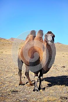 Altai camel