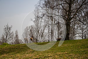 Altai deers or morals eat hay in spring forest in the nature reserve, Russia